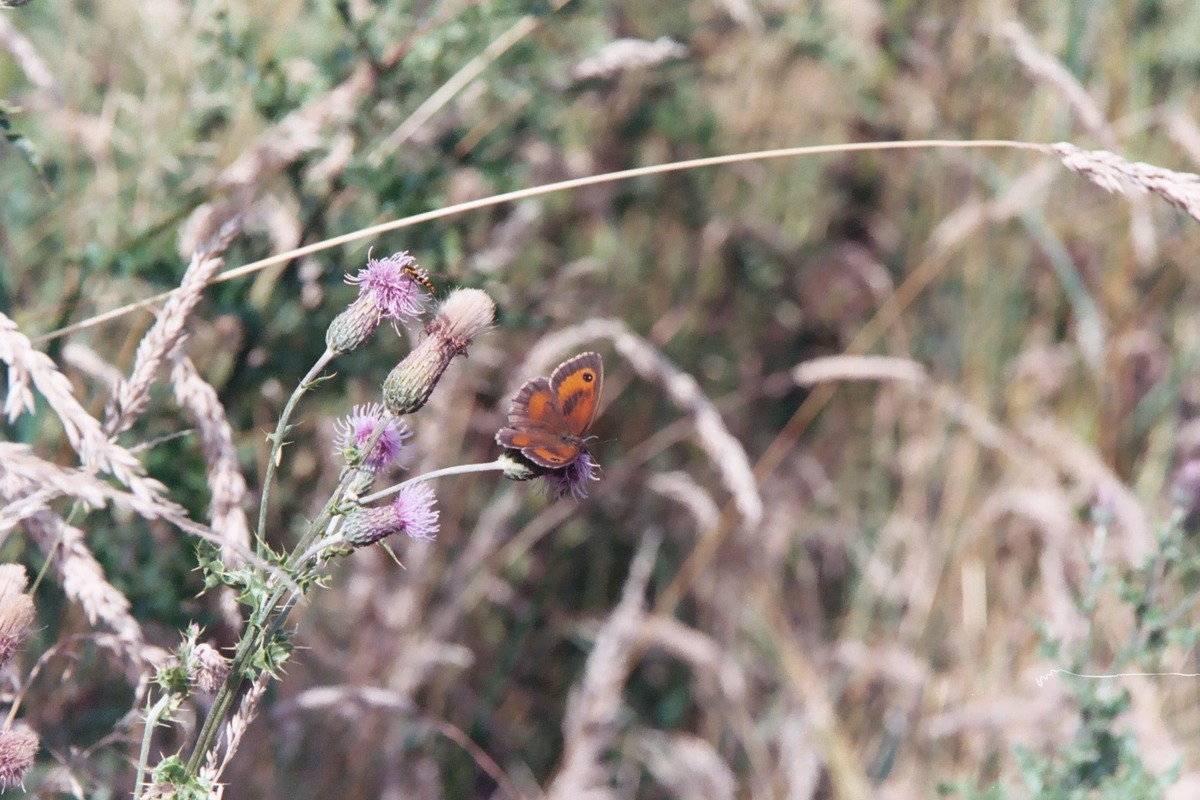 Gatekeeper, 19th July, 2004